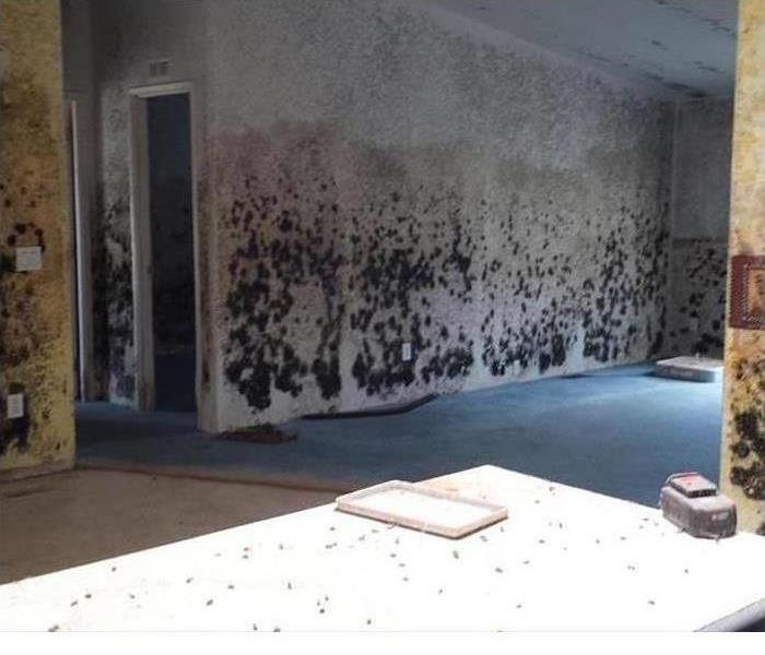 Walls covered with mold